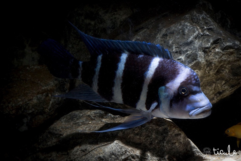 Cyphotilapia gibberosa 'Mtoto'